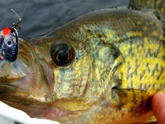 Eye-Dropper Spoon For Your Fall Panfish