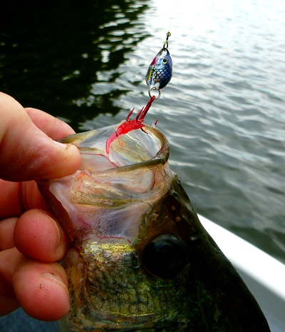 Eye-Dropper Spoon For Your Fall Panfish