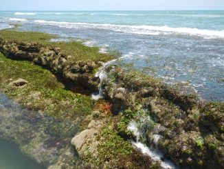 Fifth Annual Ocean Reef Beach Festival