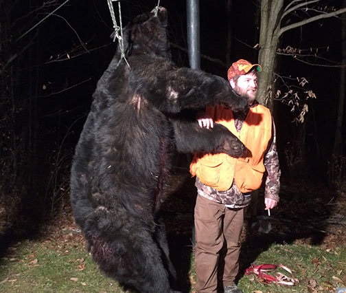 How many bears did Pennsylvania hunters kill in the 2016 rifle hunting season? One was a 666-pounder.