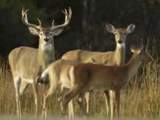 Hunting Continues to Drive Economic Impact in Michigan