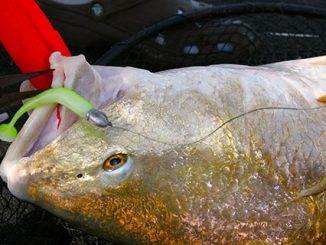 It's A Redfish Bonanza