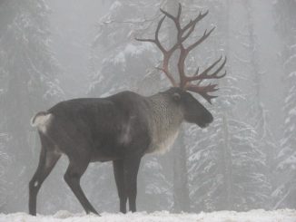 Kootenai Tribe aims to revive only herd of caribou in United States