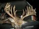 Largest Minnesota Buck of 2016 - A 37 Point Buck