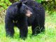 Pennsylvania Bear Populations Flourish for Several Reasons