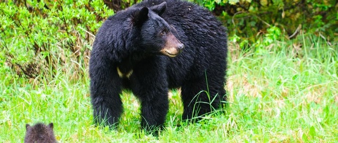 Pennsylvania Bear Populations Flourish for Several Reasons