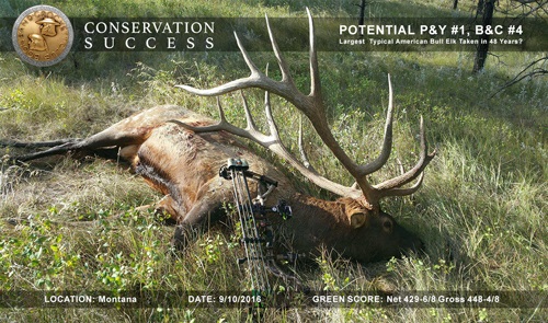 Potential New Archery World's Record Typical American Elk