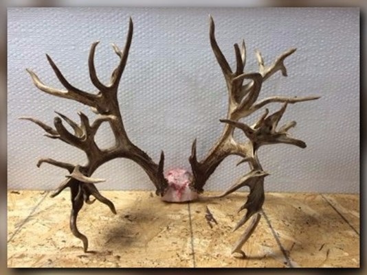 Potential world-record deer antlers could be worth $100,000