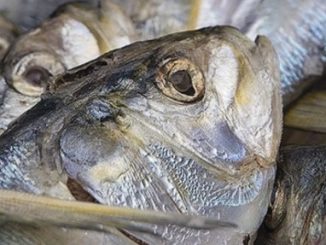 Striper Anglers-Menhaden catch cap eased, pleasing no one