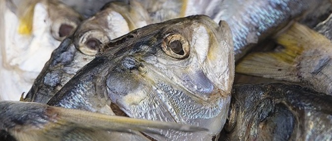 Striper Anglers-Menhaden catch cap eased, pleasing no one