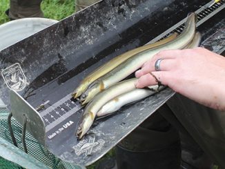 Susquehanna's Eels Are Returning