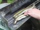 Susquehanna's Eels Are Returning