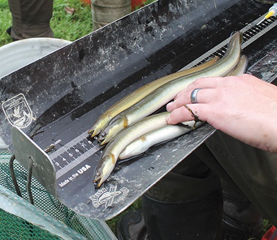 Susquehanna's Eels Are Returning