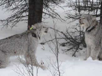 Yukon Lynx Yowling (Video)