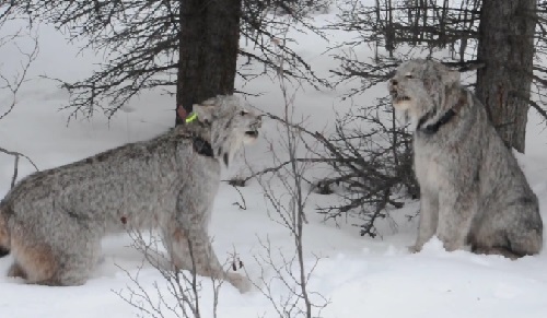 Yukon Lynx Yowling (Video)