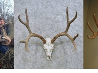 5 Simple Steps On How To Bleach A Deer Skull