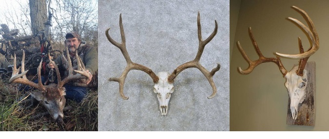 5 Simple Steps On How To Bleach A Deer Skull