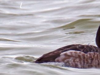 A Nose Ring Helps Researchers Studying Importance of Wetlands