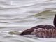 A Nose Ring Helps Researchers Studying Importance of Wetlands