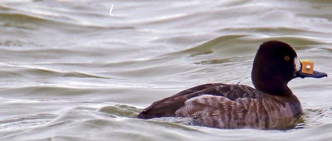 A Nose Ring Helps Researchers Studying Importance of Wetlands