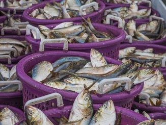 Big changes in the air over little menhaden