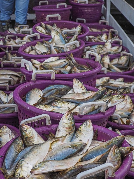 Big changes in the air over little menhaden