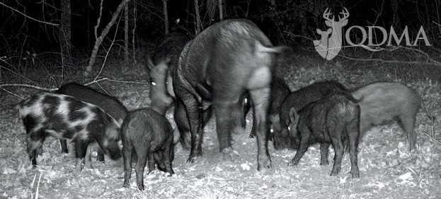 Feral Hogs Are Spreading, But You Can Help Stop Them