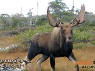 First 4K Moose and Caribou Hunt (Video)