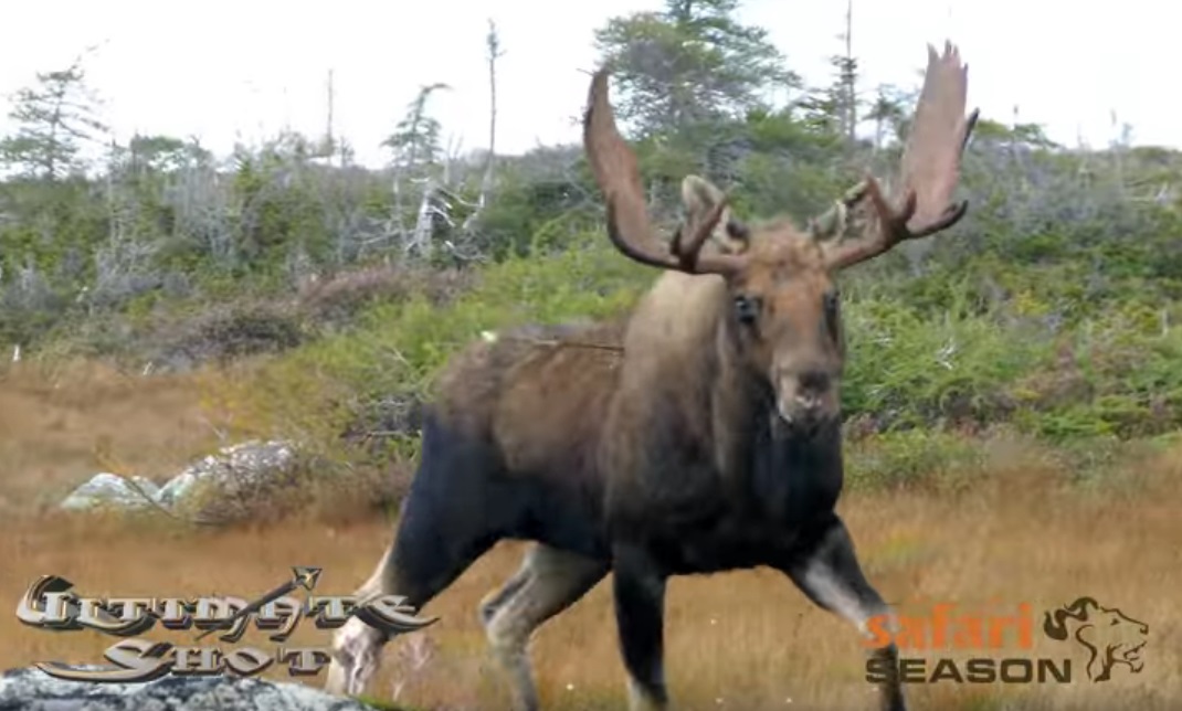 First 4K Moose and Caribou Hunt (Video)