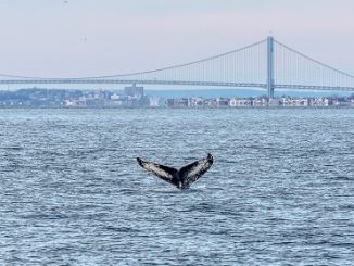 Humans and Humpbacks of New York