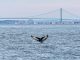 Humans and Humpbacks of New York