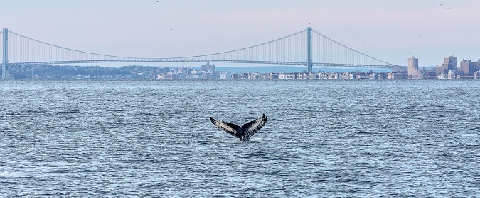 Humans and Humpbacks of New York