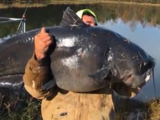 Massive 112-pound catfish caught in NC