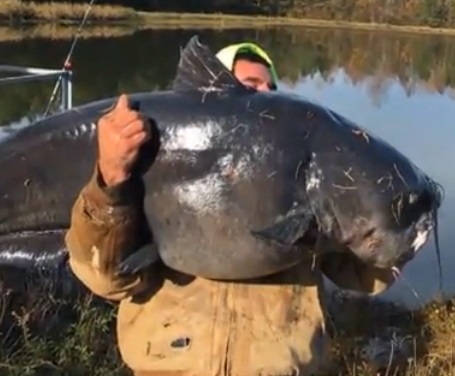 Massive 112-pound catfish caught in NC