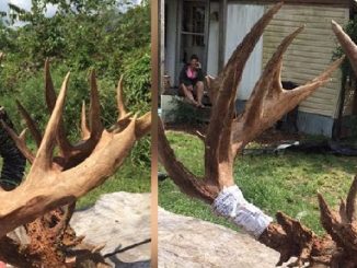 Missouri archer harvests 36-point buck