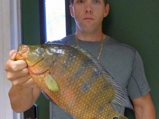 New State Record for Florida- Mayan Cichlid