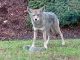 Tips for living with coyotes in urban areas