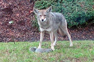 Tips for living with coyotes in urban areas