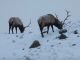 Wildlife, Riparian Habitat Permanently Protected Near Mount St. Helens