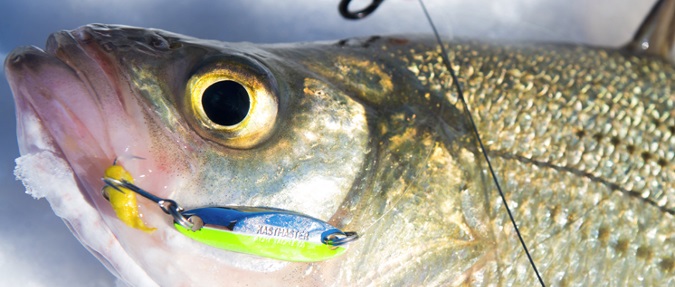 DROP AN ACME SPOON THROUGH THE ICE TO TARGET WINTER TROUT, PANFISH AND WALLEYE