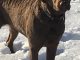 Ducks Unlimited>>> Retrievers: The All-American Chessie
