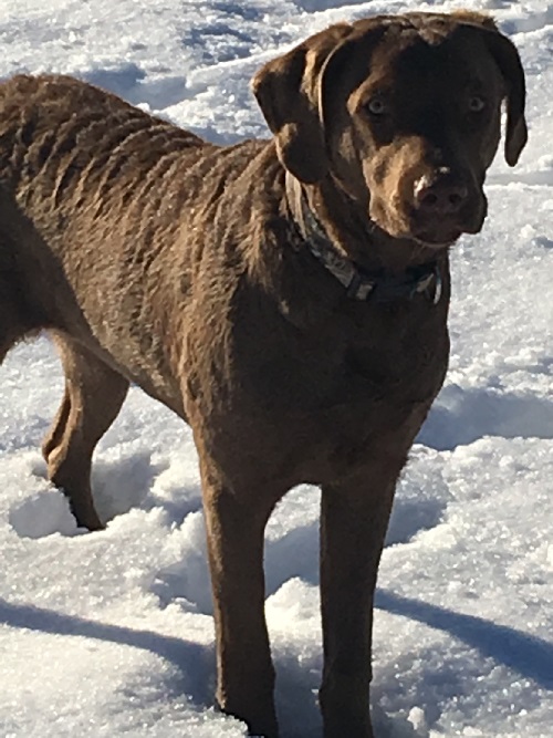 Ducks Unlimited>>> Retrievers: The All-American Chessie