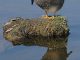 Gadwalls, ducks show that birds of many feathers can flock together