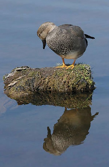 Gadwalls, ducks show that birds of many feathers can flock together