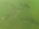 GoPro Footage of Giant Bass Eating Lures! (Video)
