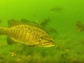 Large School (wolf packs) of Big Bass Feeding on Lake Bottom