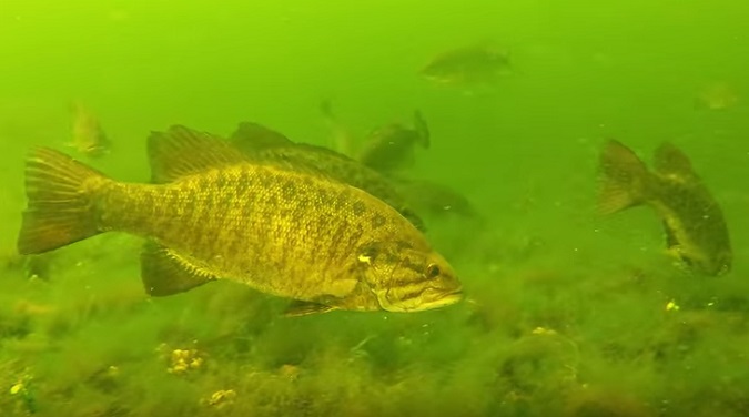 Large School (wolf packs) of Big Bass Feeding on Lake Bottom