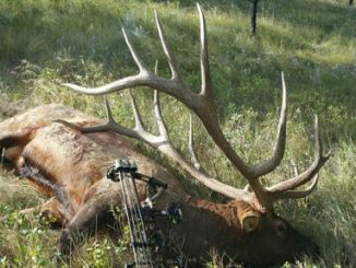 Largest Elk in 48 Years, Largest Ever With a Bow