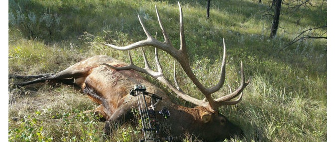Largest Elk in 48 Years, Largest Ever With a Bow