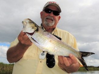 New tools for American shad on the St. Johns River